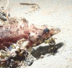 Painted Greenling thumbnail 1