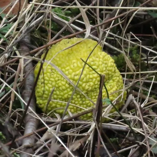 Osage-orange