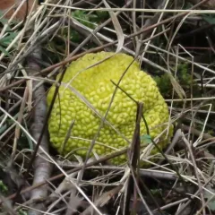 Osage-orange thumbnail 1