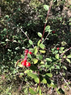 silverleaf cotoneaster thumbnail 2