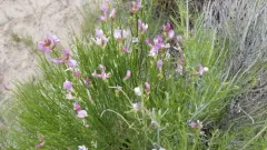 Toano Milkvetch thumbnail 4
