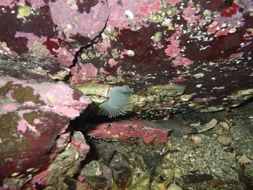 Protula pacifica