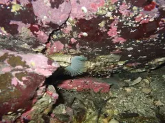 Protula pacifica thumbnail 1