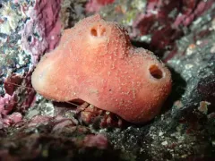 Hermit Crab Sponge thumbnail 4