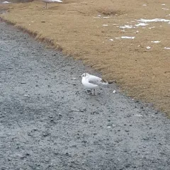 Black-headed Gull thumbnail 3
