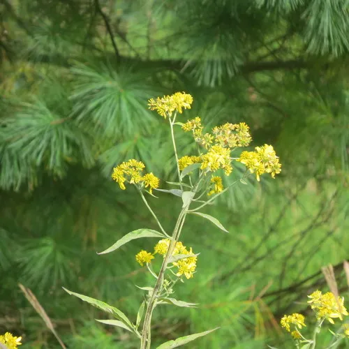 Wingstem