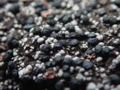 Rhizocarpon jemtlandicum thumbnail 1