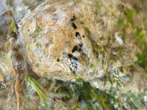 Coleodesmium wrangelii