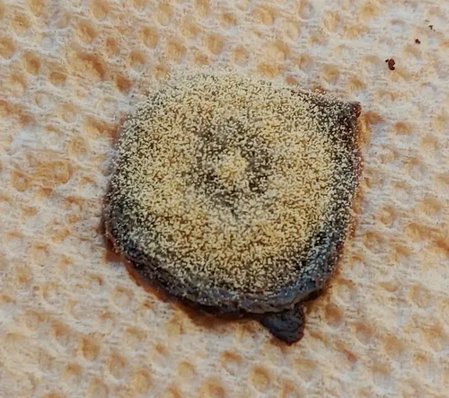 Aspergillus ochraceus