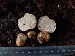 Fall Oregon white truffle thumbnail 3