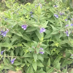 Marsh Skullcap thumbnail 3
