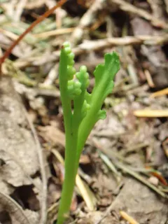 Mountain Moonwort thumbnail 1