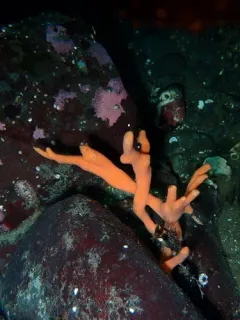 Isodictya rigida thumbnail 3