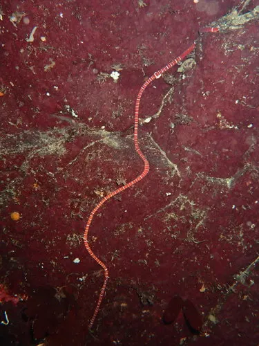Tubulanus albocinctus