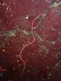Tubulanus albocinctus thumbnail 1