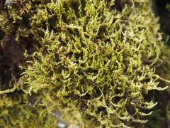 Dense Rock Moss thumbnail 4