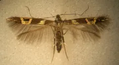 Cosmopterix nitens thumbnail 2