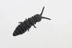 Hypogastrura harveyi thumbnail 4