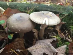 Morris' Amanita thumbnail 3