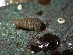 Cerithiopsis stejnegeri thumbnail 3
