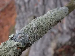 Powdered Speckleback Lichen thumbnail 2
