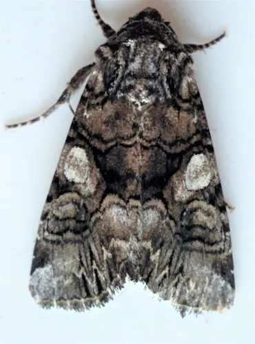 Capsule Moth