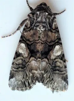 Capsule Moth thumbnail 1