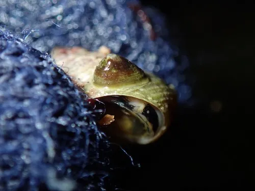 Ringed Blind Limpet