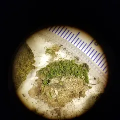 Toothed Streak-moss thumbnail 1