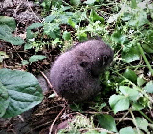 Mountain Beaver