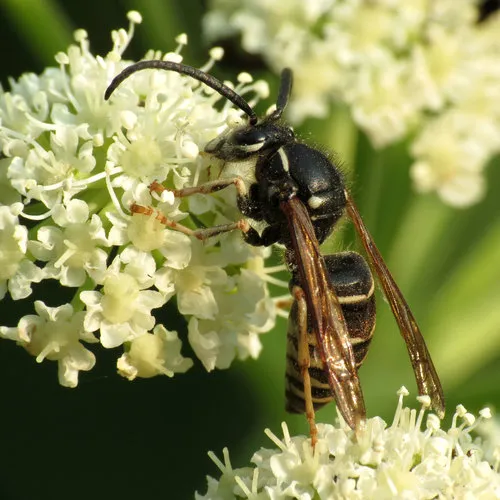 Parasitic Aerial Yellowjacket