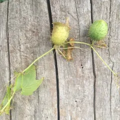 prickly cucumber thumbnail 3