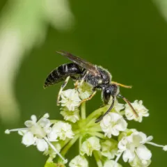 Hairy masked Bee thumbnail 2