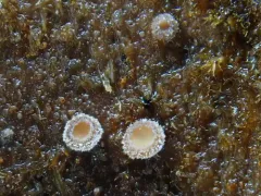 Lasiobelonium corticale thumbnail 4