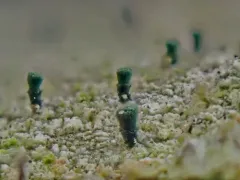 Whisk Broom Lichen thumbnail 4