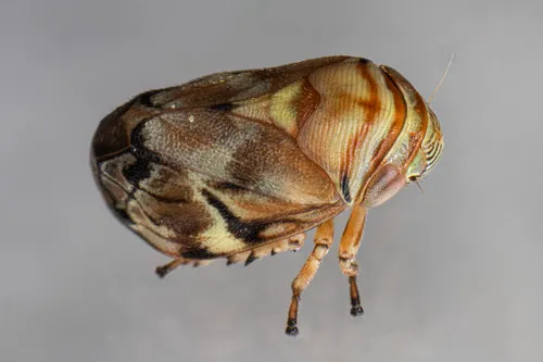 Red Cedar Spittlebug