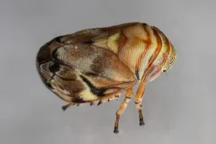 Red Cedar Spittlebug thumbnail 1