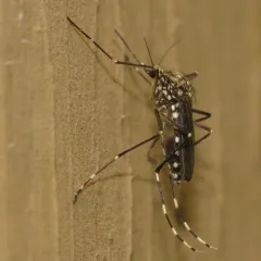 Western Treehole Mosquito thumbnail 3