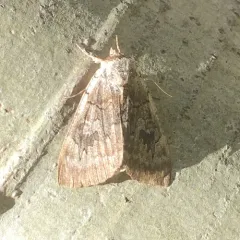 Pink Underwing thumbnail 2