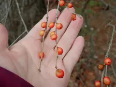 Smooth Winterberry thumbnail 1