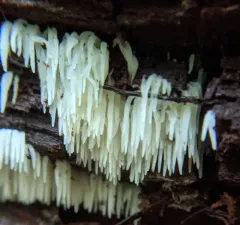 Mucronella bresadolae thumbnail 1