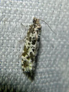 Retinia burkeana thumbnail 2