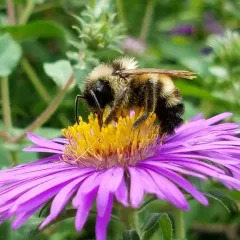 Lemon Cuckoo Bumble Bee thumbnail 1