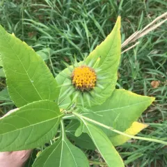 Jerusalem artichoke thumbnail 2