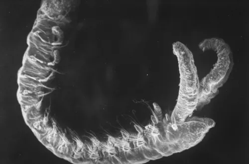 Pygospio elegans