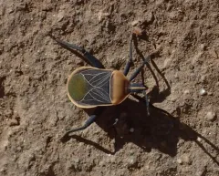 Cactus Coreid Bug thumbnail 2