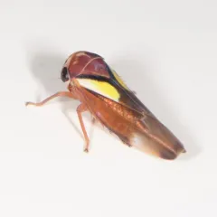 Balcanocerus provancheri thumbnail 4