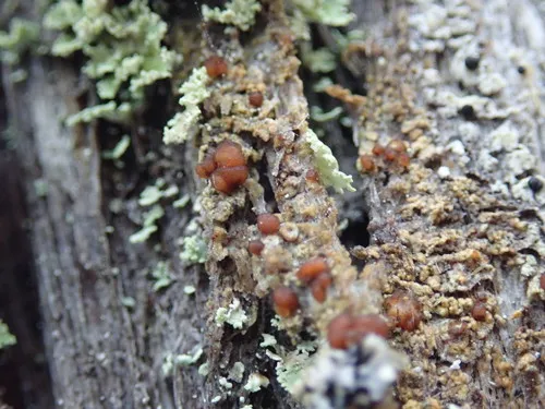 Hidden Dot Lichen