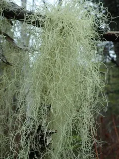 Vancouver Witch's Hair Lichen thumbnail 1