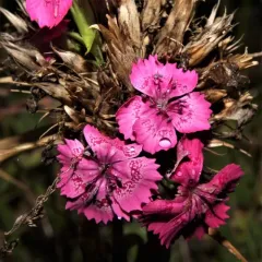 Sweet-William thumbnail 4